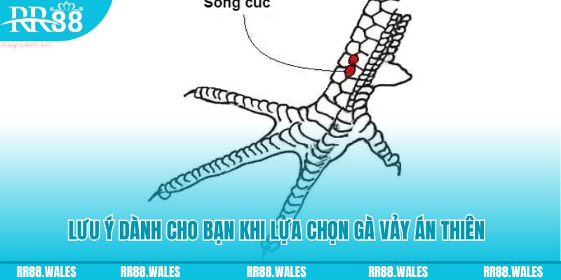 s66600 m how to play roulette at casino