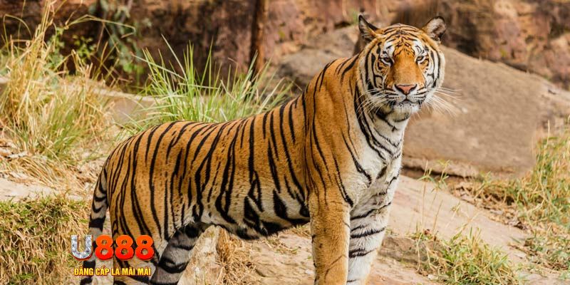 s66600 m ban ca vip online