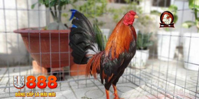 s66600 m tải nổ hũ trên máy tính