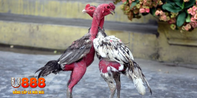 s66600 m bàn cầu điểm số tay trước trong baccarat là gì