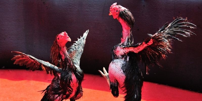 s66600 m Spribe Điện Tử